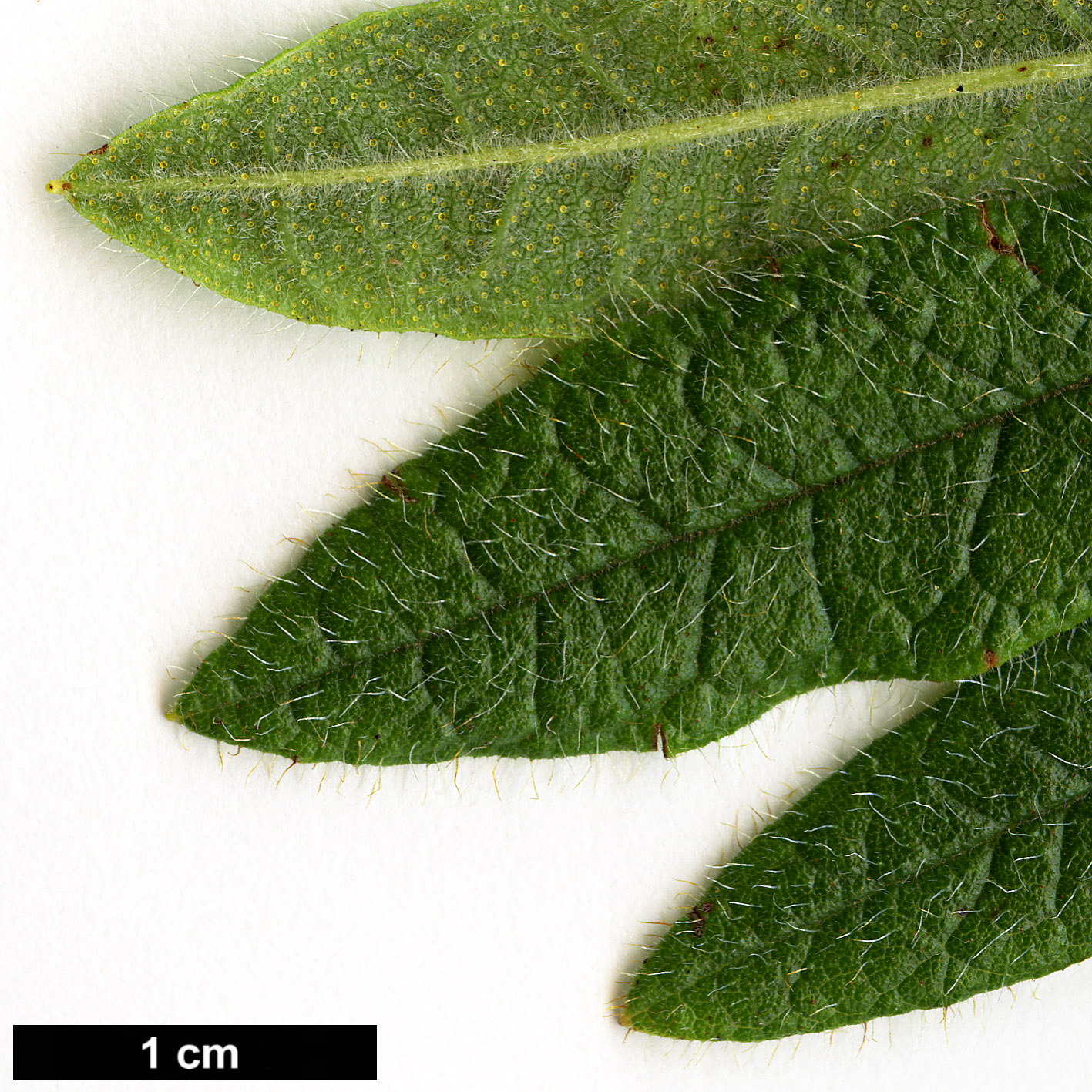 High resolution image: Family: Ericaceae - Genus: Rhododendron - Taxon: spiciferum High resolution image: Family: Ericaceae - Genus: Rhododendron - Taxon: spiciferum